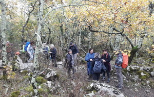 2018-11-09 Dans la forêt de feuillus en direction du lieu dit Goule Brus