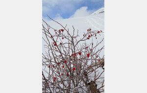 Voici les fruits comestibles de l'églantier appelés cynorrhodons