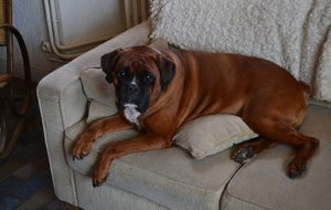 Pépère le chien (de garde ;) du gîte préfère lui aussi rester bien au chaud