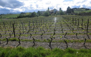 Dareizé au milieu des vignes. Nous n'avons pas attendu l'automne pour profiter du beaujolais