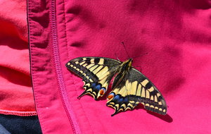 C'est un Papilio machaon (Le grand porte-queue) qui s'est posé sur la manche de Dominique pendant le pique-nique