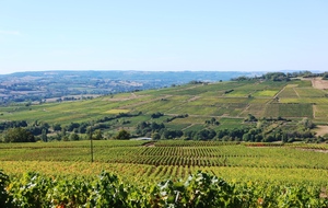 09-09-2020 Vignobles près de Santenay