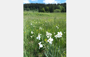 champ de narcisses