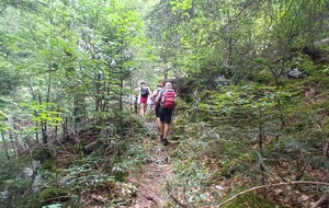 Bois de la Sarriette