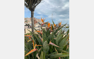 Les oiseaux du paradis