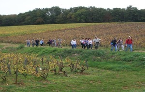 Dimanche rando à Villié-Morgon