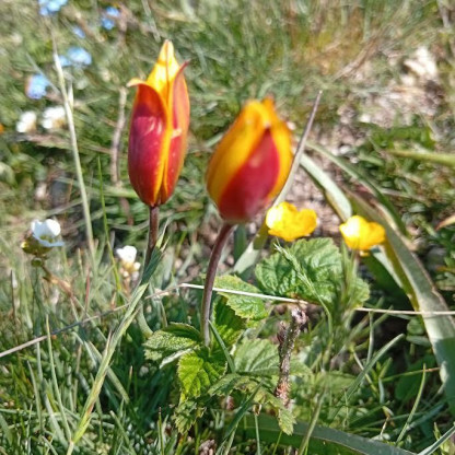 RENCONTRE MARCHE NORDIQUE DROME MAI 2026 - Tulipes sauvages